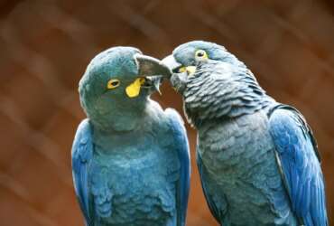 São Paulo (SP) 18/09/2024 - Zoológico de São Paulo, conseguiu reproduzir em cativeiro a espécie em extinção da Arara Azul de Lear. Foto: Paulo Pinto/Agência Brasil