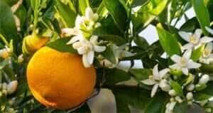 Chuvas ajudam, mas ainda é necessário maior volume para uma boa produção de laranja