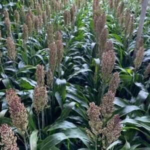 Embrapa Milho e Sorgo apresenta soluções tecnológicas sustentáveis ​​na COP30