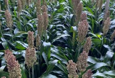 sorgo