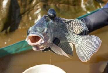 tilapia exportacoes