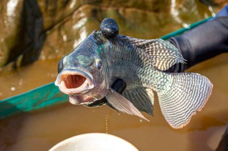 tilapia exportacoes