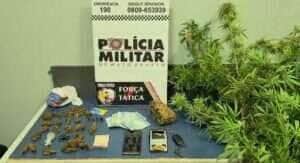 Força Tática prende homem com porções e pés de maconha em Sinop