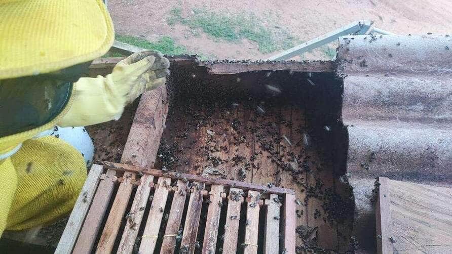 Corpo de Bombeiros de Mato Grosso remove abelhas que estavam em teto de residência