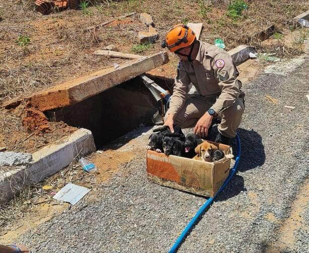 Corpo de Bombeiros de Sorriso resgata seis filhotes de cão em bueiro