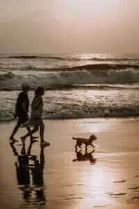 Cuidados com pets no verão: prevenção contra viroses