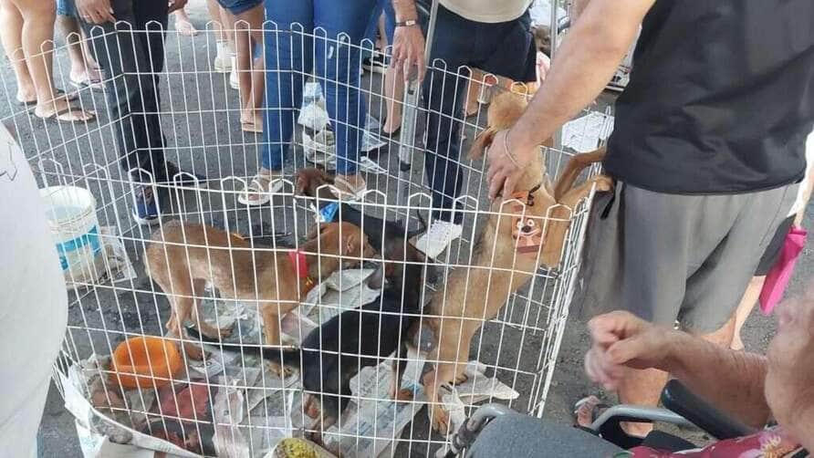 Feira no Parque Tia Nair em Cuiabá tem grande adesão e 90% dos animais são adotados