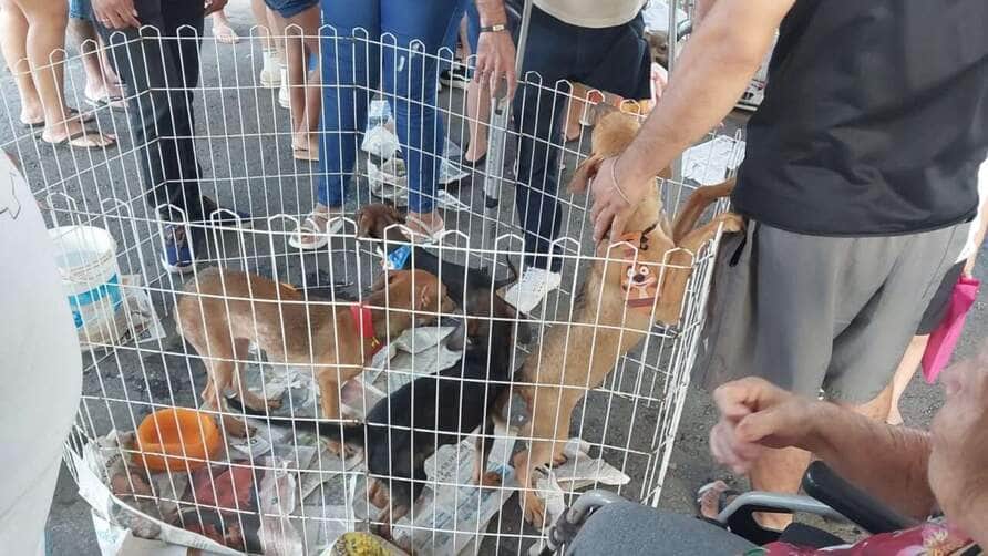 Feira no Parque Tia Nair em Cuiabá tem grande adesão e 90% dos animais são adotados