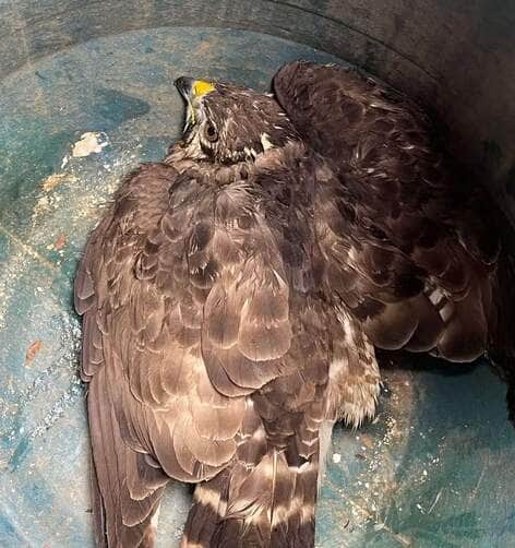 Gavião-carijó ferido é salvo pelo corpo de bombeiros em Sorriso (MT)