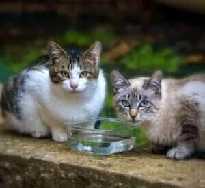 Gatos conquistam espaço nos lares brasileiros
