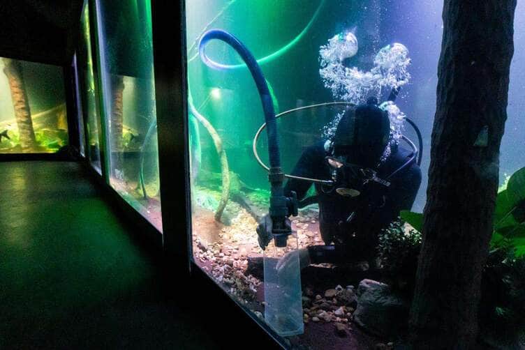 Limpeza do Aquário Municipal de Cuiabá é feita por biólogo mergulhador