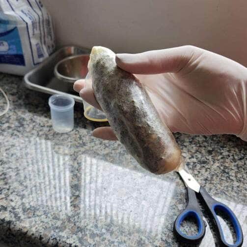 Mulheres que tentavam entrar com drogas em presídio de Arenápolis são presas em flagrante