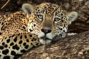 Três onças devoram caseiro no MS: Será que pegaram a onça certa?