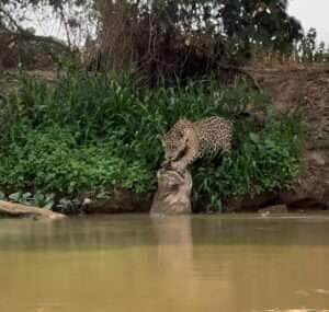 Registro inédito: onça-pintada afiando as garras encanta internautas e destaca a beleza do Pantanal