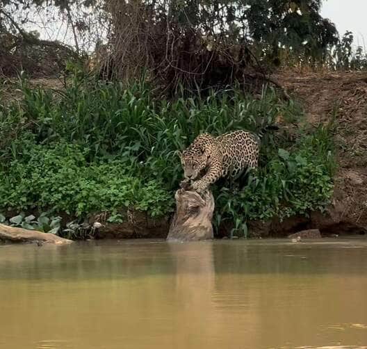 Registro inédito: onça-pintada afiando as garras encanta internautas e destaca a beleza do Pantanal