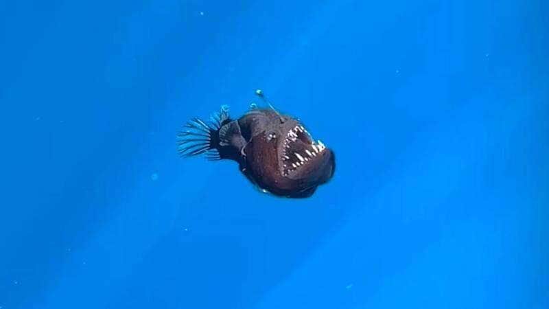 O Peixe Diabo Existe? Vídeo Misterioso Viraliza e Levanta Questões Fascinantes