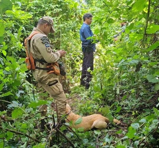 Polícia Civil encontra três corpos em área de mata em cidade de Mato Grosso