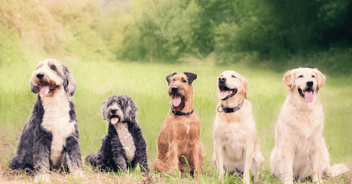 Justiça de Mato Grosso determina pensão alimentícia para animais de estimação