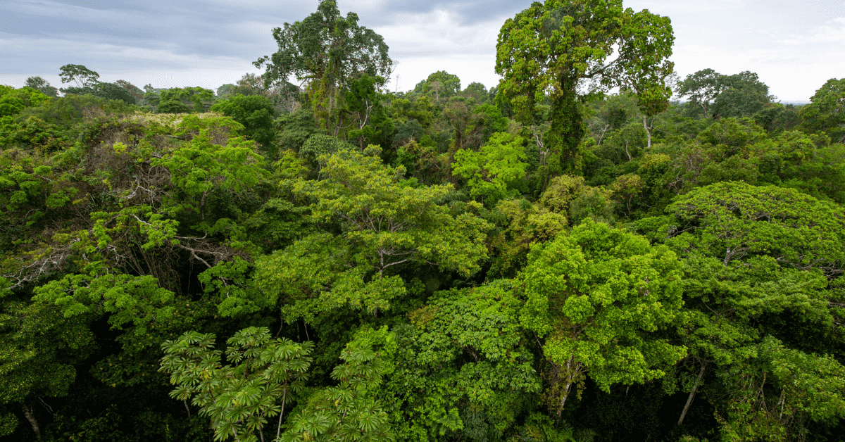 STF abre caminho para desapropriação de terras devastadas por crimes ambientais no Pantanal e Amazônia Legal, Impactando Mato Grosso