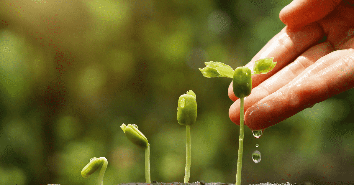 Mato Grosso: Um gigante agrícola em busca do equilíbrio ambiental