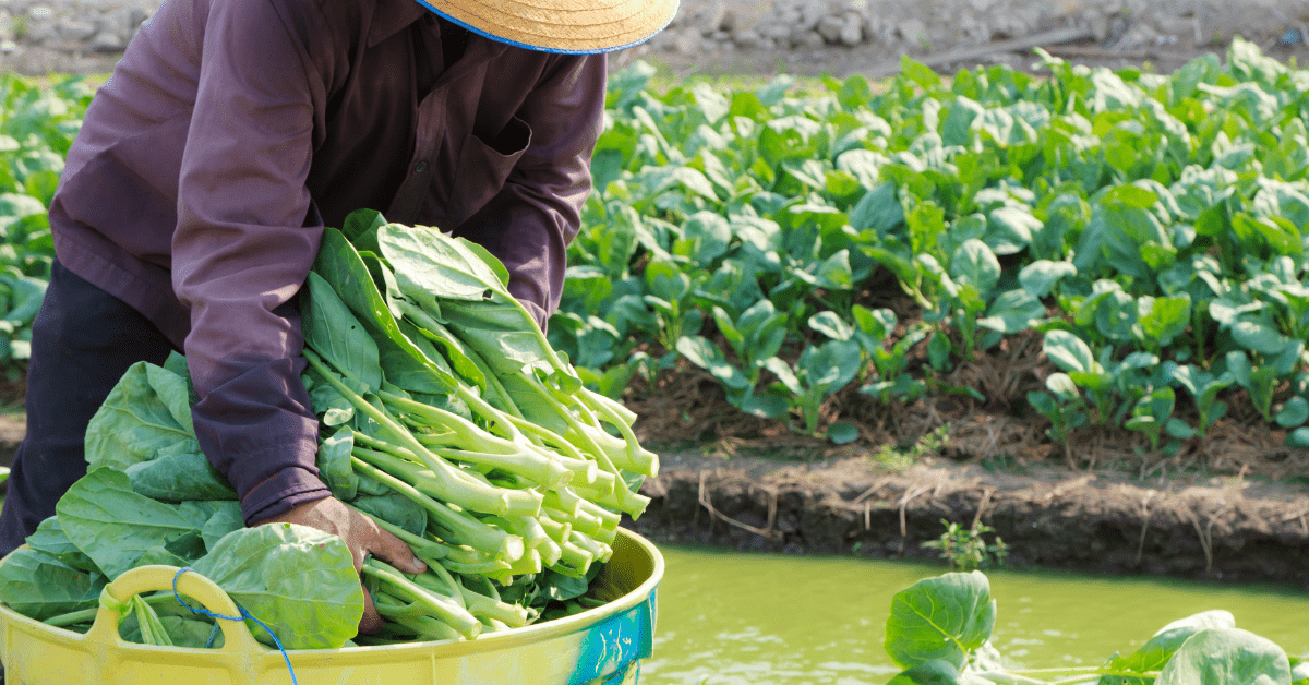 Programa Desenrola Rural e outras ações do Governo Federal visam baratear alimentos e fortalecer agricultura familiar