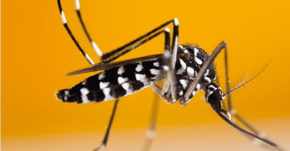 Foto mosquito, mosquito da dengue