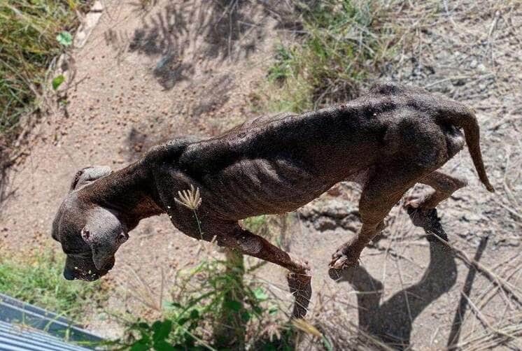 Tutora é presa em flagrante e polícia resgata cães abandonados em Cuiabá
