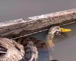 Sucuri e a luta pela sobrevivência; pato é alvo da maior cobra do Brasil 