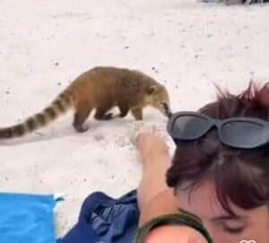 Quati engraçadinho rouba a cena em praia brasileira; ladrão de sanduíches!