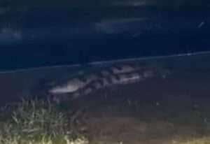 Cobra sucuri gigante encanta banhistas ao se esconder debaixo de Jet Ski 