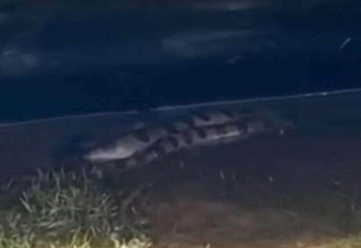 Cobra sucuri gigante encanta banhistas ao se esconder debaixo de Jet Ski 