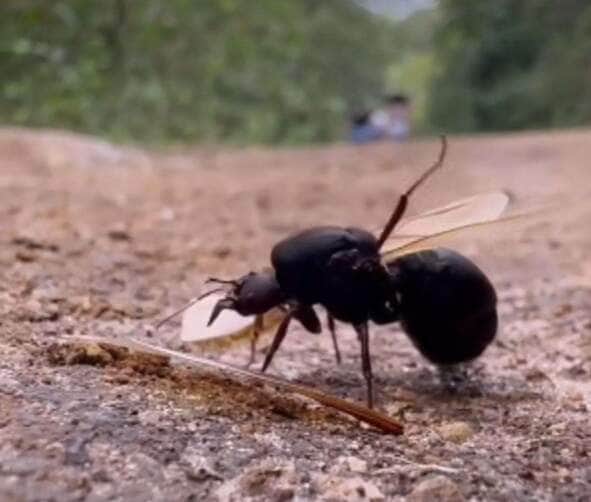 A jornada da tanajura: da revoada ao novo ninho 