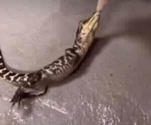 Conheça a técnica impressionante dos crocodilos para abater suas presas 