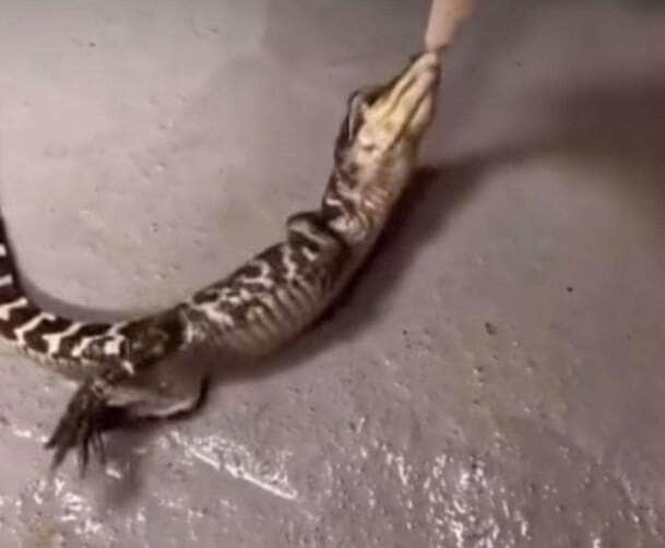 Conheça a técnica impressionante dos crocodilos para abater suas presas 