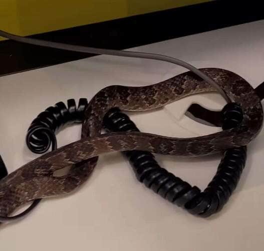 Gilberto Ademar Duwe encanta internautas ao compartilhar momentos incríveis de resgate e curiosidades sobre a vida selvagem