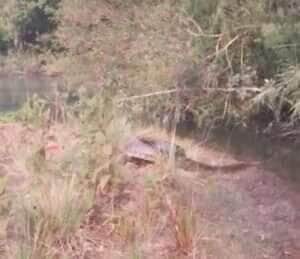 Sucuri veloz; a gigante das águas que surpreende com sua agilidade