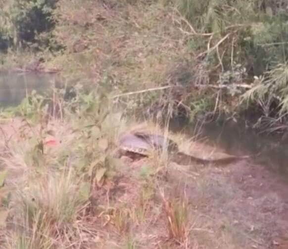 Sucuri veloz; a gigante das águas que surpreende com sua agilidade