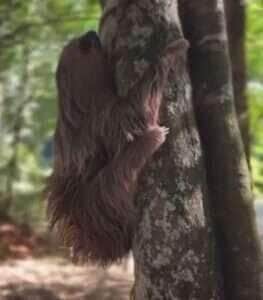 Bicho-Preguiça resgatado após atropelamento é devolvido à natureza em Sinop