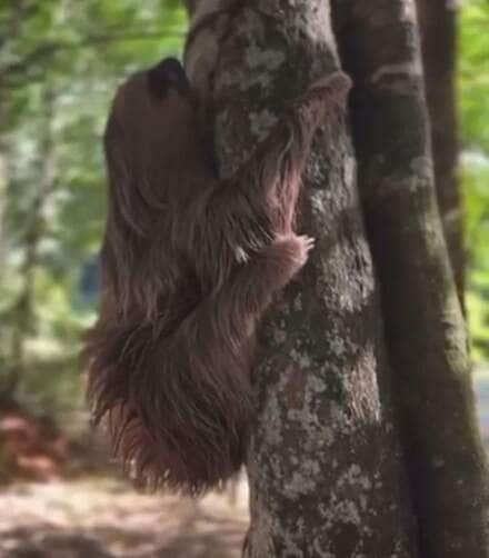 Bicho-Preguiça resgatado após atropelamento é devolvido à natureza em Sinop