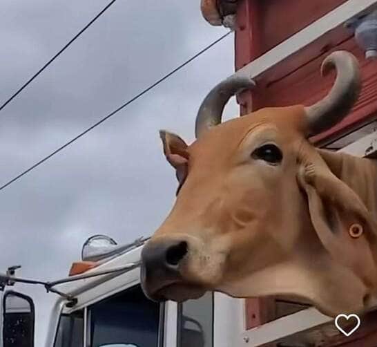 Boi Aventureiro; passeio inusitado na rodovia viraliza nas redes sociais