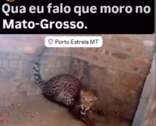 Felino misterioso em construção; descubra se é onça ou leopardo