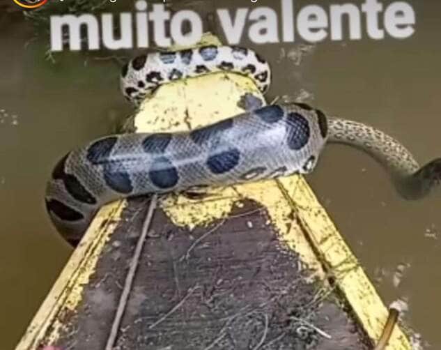 Sucuri 'toma posse' de canoa e diverte a web