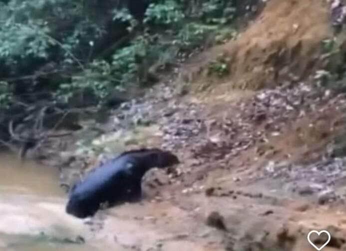 Anta escorrega em barranco e viraliza nas redes; deslize selvagem