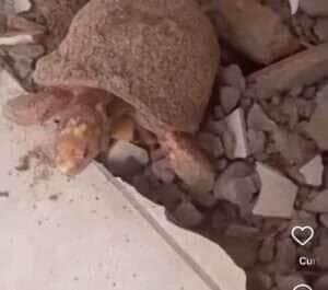 Jabuti é encontrado vivo após anos soterrado em casa no Tocantins