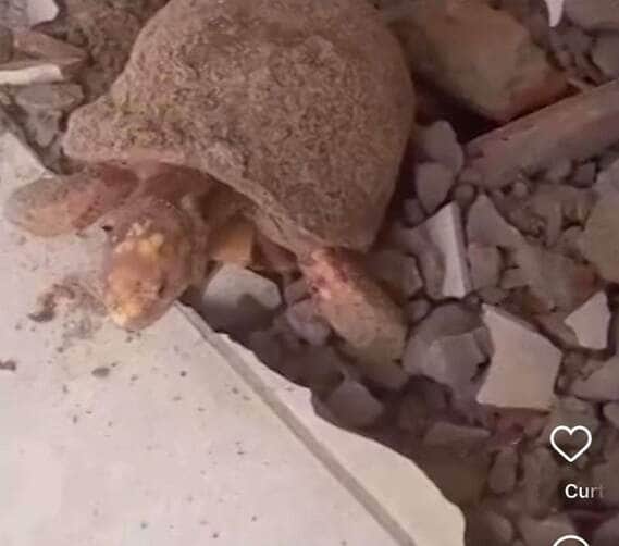 Jabuti é encontrado vivo após anos soterrado em casa no Tocantins