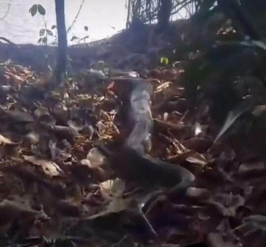 Sucuri é filmada em seu habitat natural e impressiona com sua agilidade e grandeza