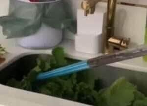 Jovem encontra cobra entre as folhas de alface e vídeo viraliza; salada selvagem!