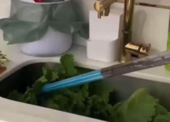 Jovem encontra cobra entre as folhas de alface e vídeo viraliza; salada selvagem!