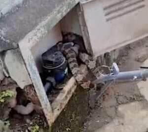 Morador abre hidrômetro e encontra cobra escondida; susto e risadas ao mesmo tempo