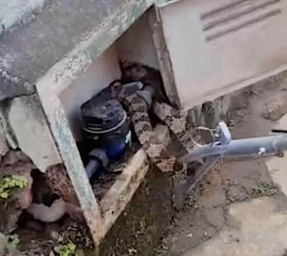 Morador abre hidrômetro e encontra cobra escondida; susto e risadas ao mesmo tempo